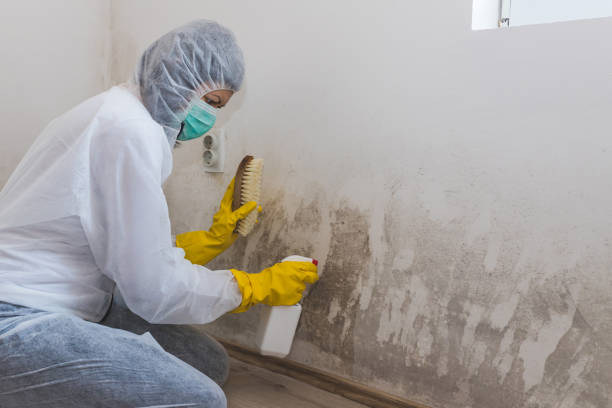 Best Mold Remediation for Schools in Sabina, OH